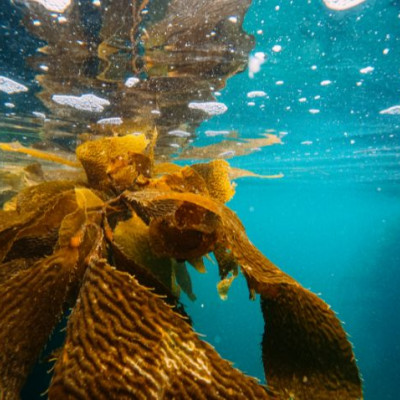 Reviving the giants of the sea: Why help our kelp?