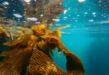 Reviving the giants of the sea: Why help our kelp?